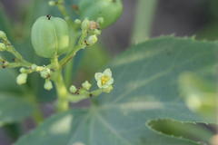 Jatropha heynei